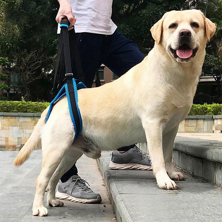 Arnés Ortopédico patas traseras perro