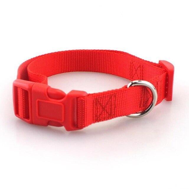 Collar Basic para Perro - MascotaGadget.com